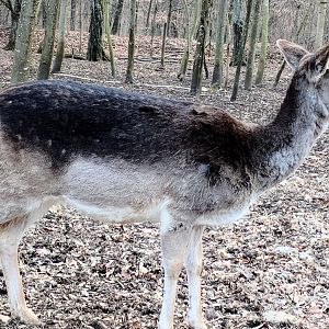 European fallow Deer