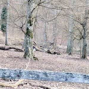 Inside the European fallow Deer Enclosure