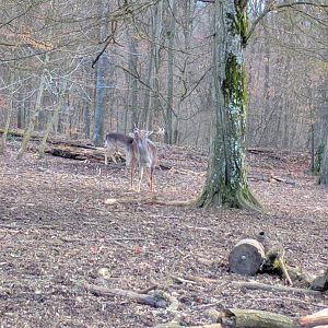 Male European fallow Deer