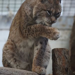 Eurasian lynx/ Lynx lynx