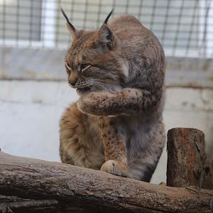 Eurasian lynx/ Lynx lynx