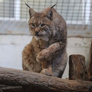 Eurasian lynx/ Lynx lynx