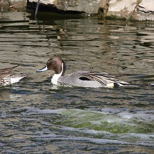 Northern Pintail/ Anas acuta