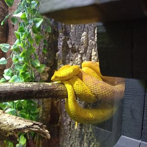 Eyelash Viper