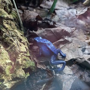 Blue Poison Dart Frog