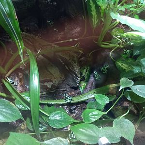 Green and Black Poison Dart Frogs