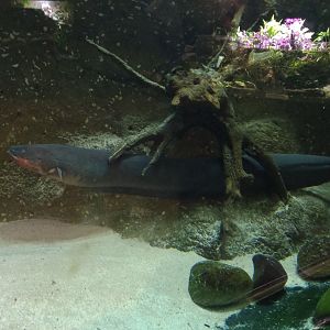 Electric Eel