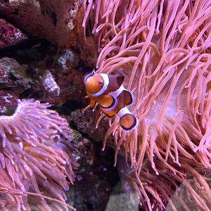 Clownfish