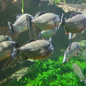 Piranhas