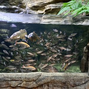 Northern Streams tank (Carp and Ide)