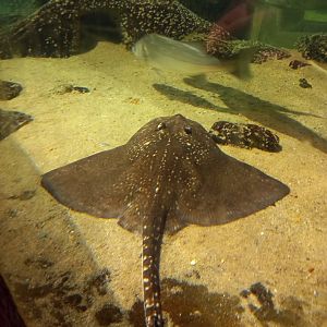 Thornback Ray