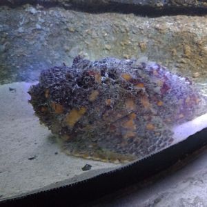 Stonefish