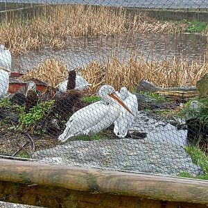 Pelicans