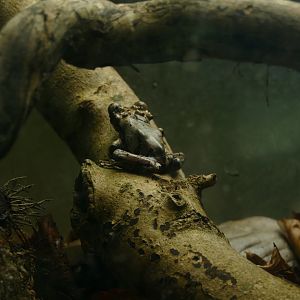 Crowned tree frog, February 2022