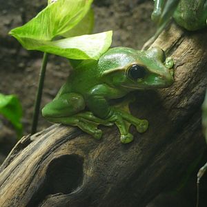 Fea's tree frog, February 2022