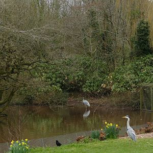 Sarus Crane, February 2022