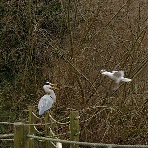 Grey heron and herring gull, February 2022