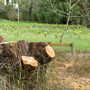 Felled tree, February 2022