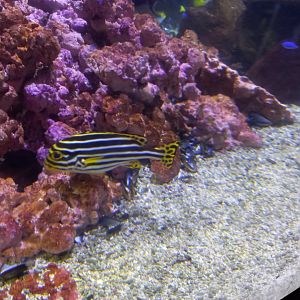 Fish for ID - Blue Planet Aquarium, UK