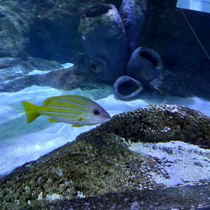 Fish for ID - Blue Planet Aquarium, UK