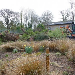 Mandrill enclosure, February 2022