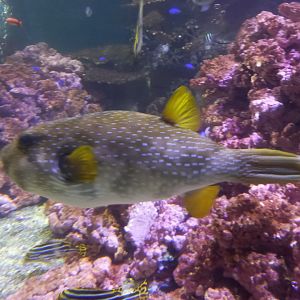Puffer for ID - Blue Planet Aquarium, UK