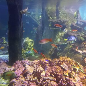 Fish for ID (the little orange ones) - Blue Planet Aquarium, UK