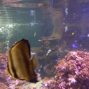Fish for ID - Blue Planet Aquarium, UK