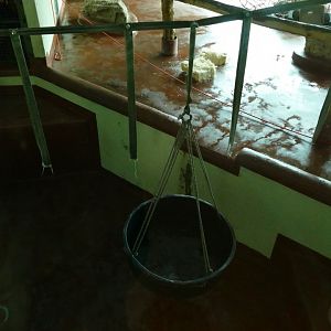 Orangutan enrichment, February 2022