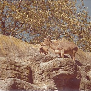 Barbary Sheep (1980)