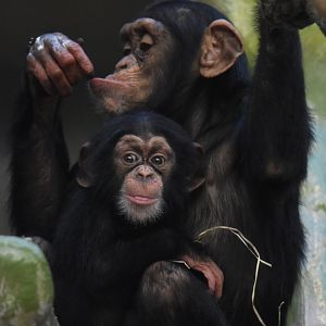 Sabaki takes a break from his mum :)