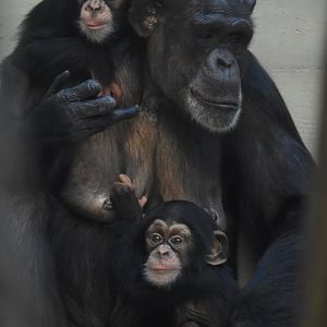 Kitoko with her "twins"