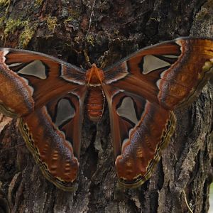Atlas moth