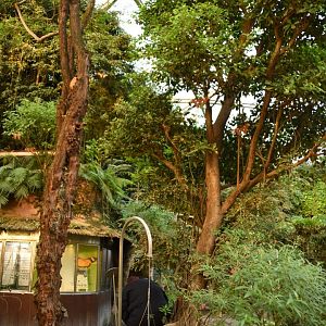 Can you spot the Atlas Moths?