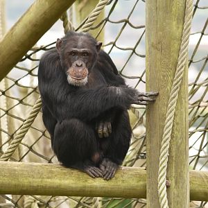 chimpanzee