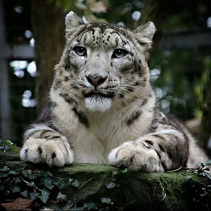 Snow Leopard at Dudley Zoo