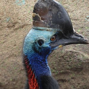 Cassowary at the Greensboro Science Center