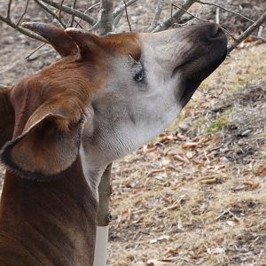 Okapi at the Greensboro Science Center