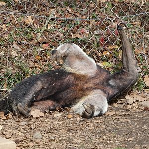 Giant Anteater at the Greensboro Science Center