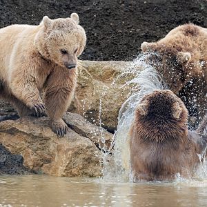 Syrian Brown Bears / 3-3-22 / Hamerton