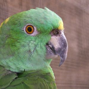 Amazona auropalliata