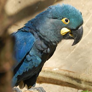 Lear's macaw - Belo Horizonte zoo