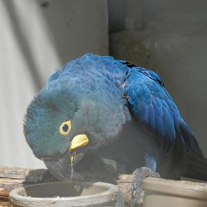 Lear's macaw - Belo Horizonte zoo