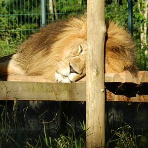 Lolek at rest - Belo Horizonte zoo