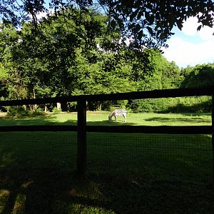 Zebra's paddock at sunset - Belo Horizonte zoo