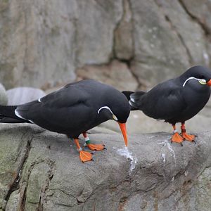 Inca Terns