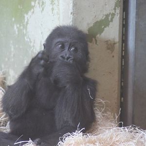 Baby Gorilla