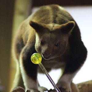 Tree Kangaroo