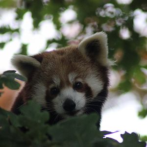 Red Panda