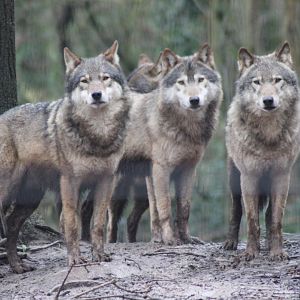 Wolf Pack